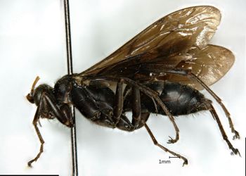 Media type: image;   Entomology 17041 Aspect: habitus lateral view